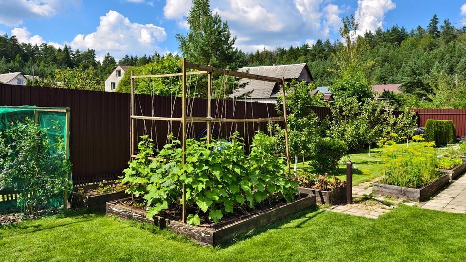 Can You Be Forced to Remove a Vegetable Garden From Your Front Yard ...