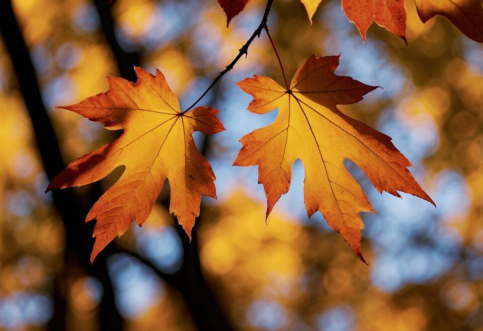 Types of Maple Trees in Wisconsin: A Comprehensive Guide - NewsBreak