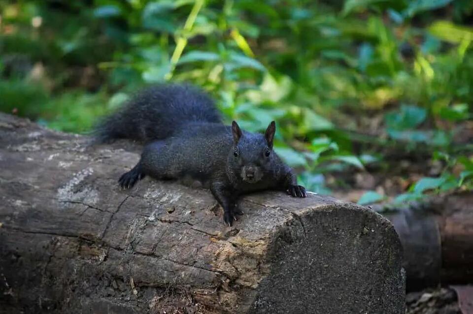 The Untold Truth Behind Black Squirrels in Virginia - NewsBreak