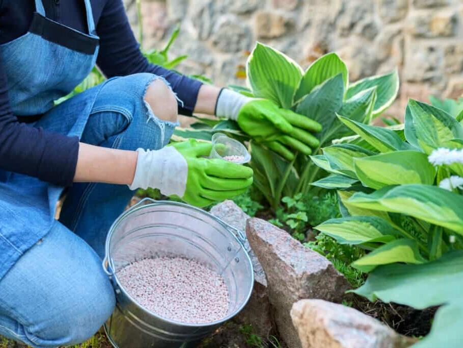 Discover the Best Time of Year to Plant Hostas