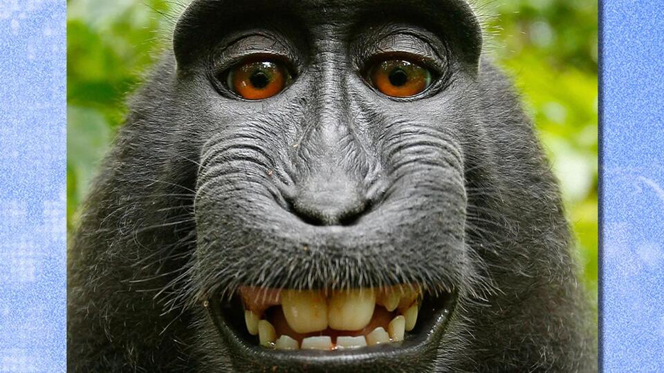 This monkey selfie will protect you from AI slop - NewsBreak
