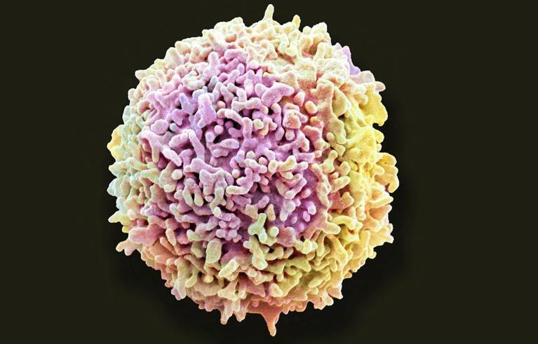 ‘Stomach bugs’ send protective immune cells rushing from gut to brain ...