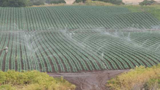 Cyclospora Outbreak’s Next Victim Might Be Growers Who Weren’t Involved