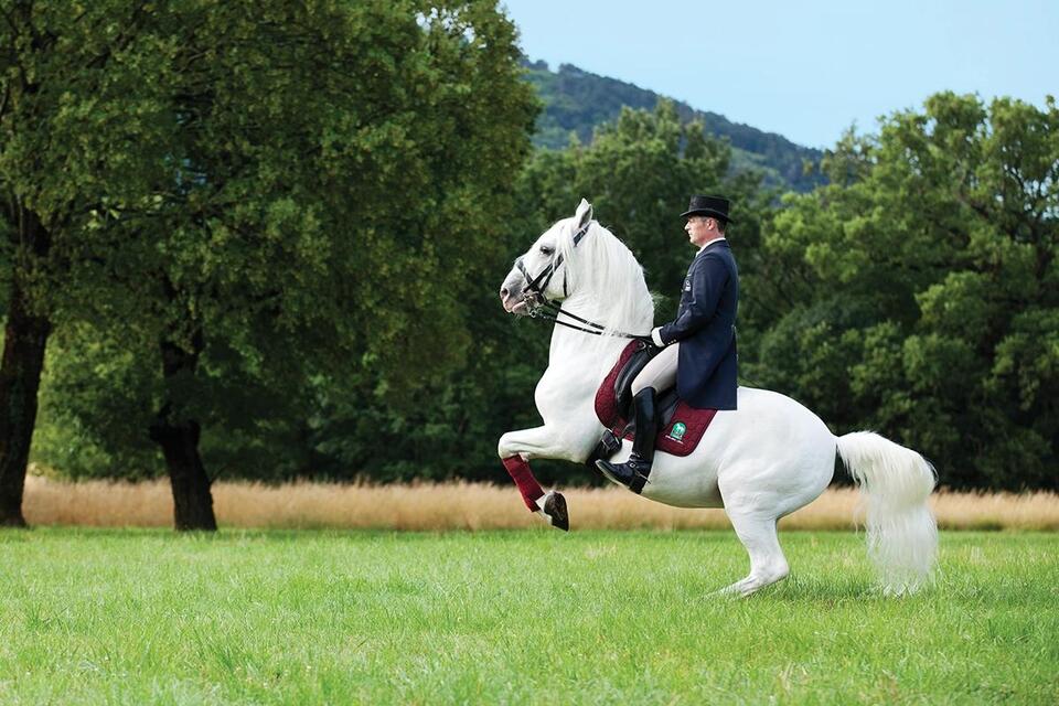 Visiting the Lipizzaners