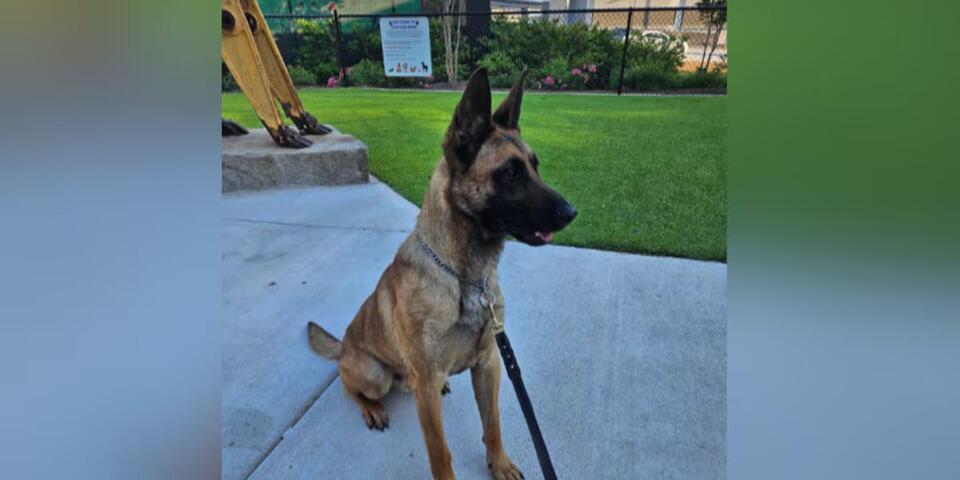 Missing Atlanta police K9 found safe after falling into neighbor’s pool