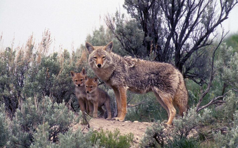Coyotes in Connecticut: Population, Common Locations, Hunting Rules ...
