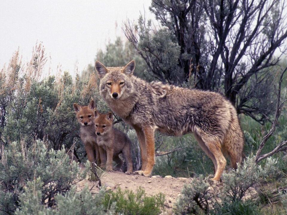 Coyotes in Connecticut Population, Common Locations, Hunting Rules