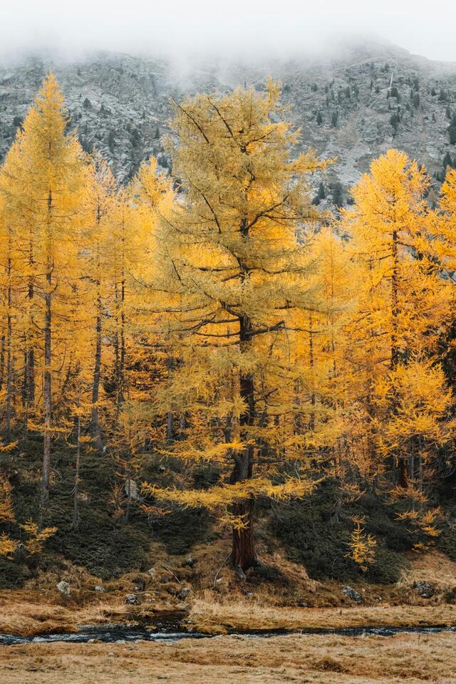 Beware the Ides of Larch: WSDOT Issues Fall Hiking Warning - NewsBreak