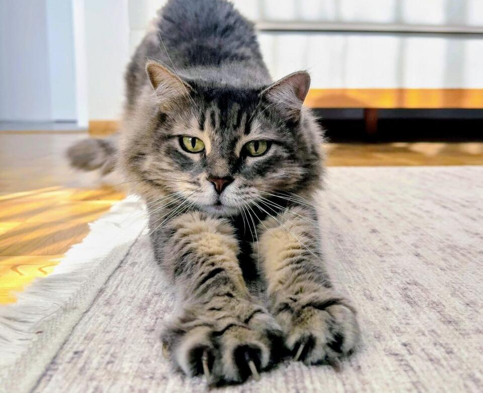 Call to action: Declawing cats leaves them in horrible pain for the ...