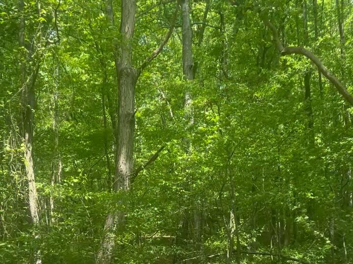 This is what the cicada sound like in South Carolina