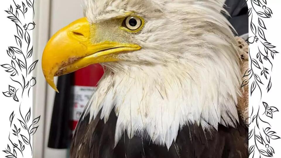 Big Bear's famous bald eagle, Jackie, dies