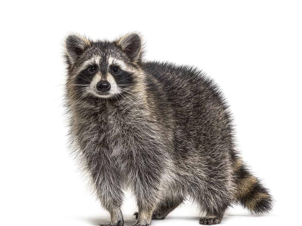 What Do Raccoons Eat in the Winter? 10 Common Foods