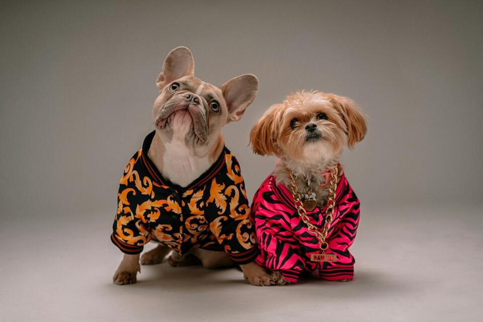 8 Easy Dog Costumes Made From a Single T-Shirt