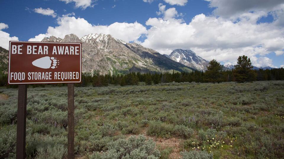 Black Bear Attacks Woman Hiking With Dogs Near Jackson, Hiking Trail Closed