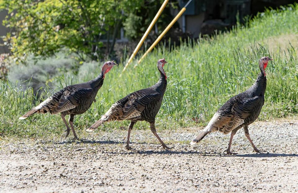 Area residents ruffled by rat infestation, turkey troubles, bunny blues ...