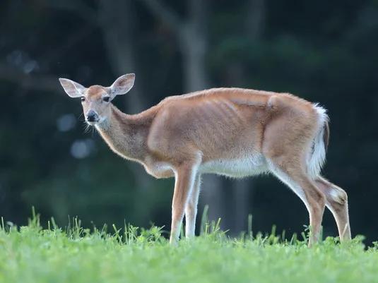 Hunters have a role to play — with CWD - NewsBreak