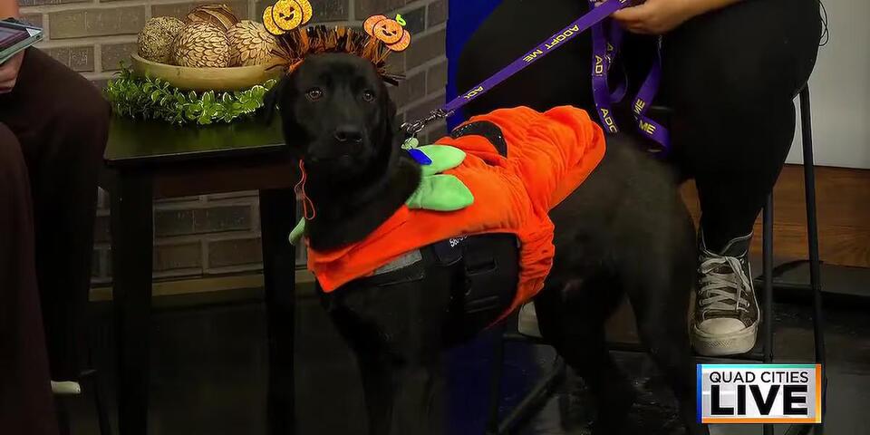 Adoptable Four-Legged Friends: Meet ‘Willie'