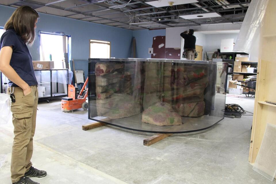 The Butterfly Pavilion is making room for a giant Pacific octopus