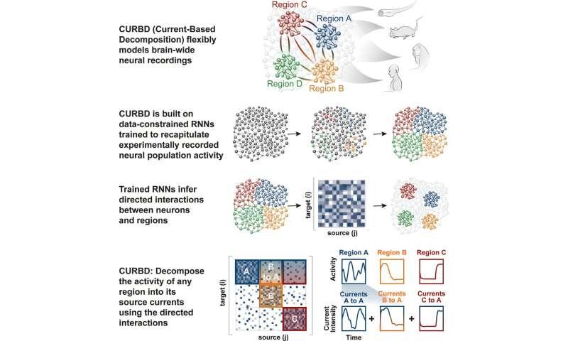 AI framework decodes how brain regions talk to one another