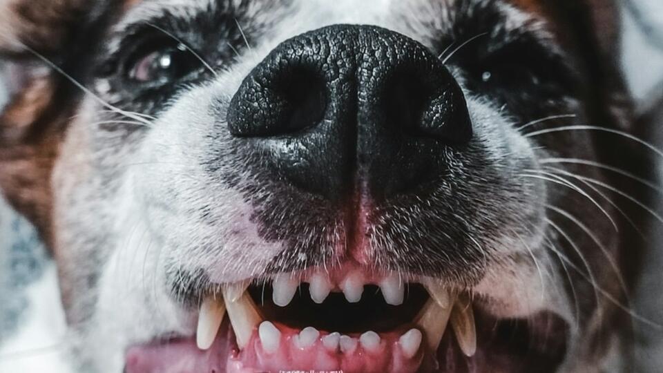 Denver reports 539 dog bites in a year, most victims aged 21-40 - NewsBreak