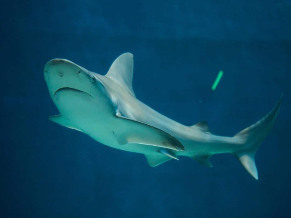 How to Identify 7 Different Types of Shark Teeth