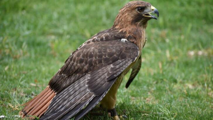 12 Wild Birds That Thrive in Urban Cities - NewsBreak