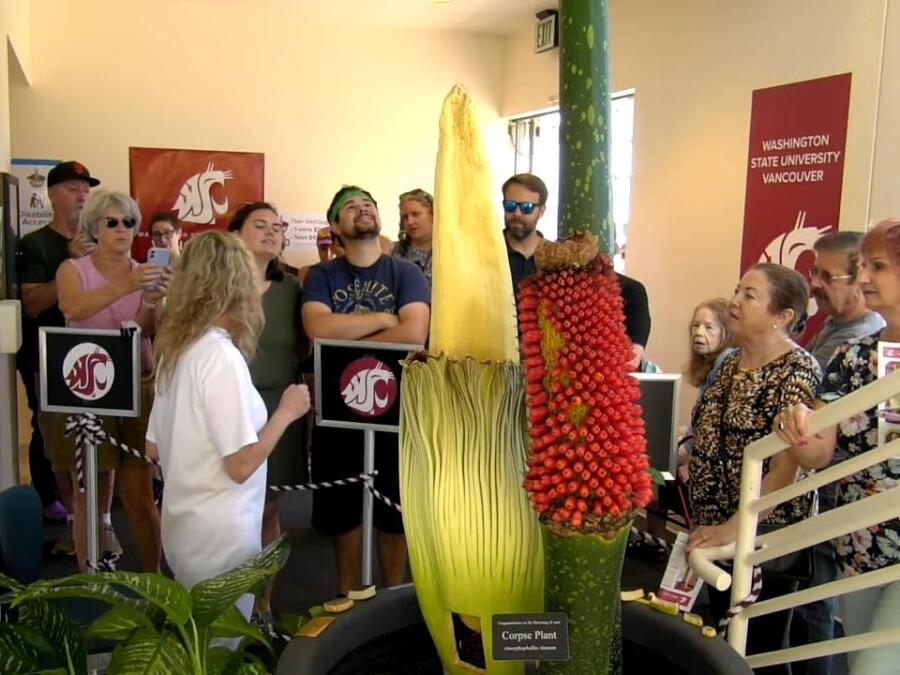 Corpse flower in bloom at Washington State University