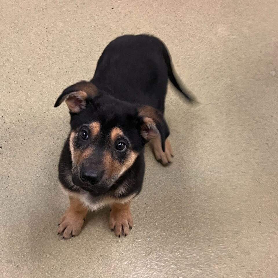 Adoption fees waived at Napa County Shelter - NewsBreak