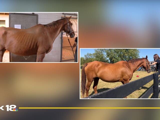 'God called me to her': Abused horse gets a second chance - NewsBreak