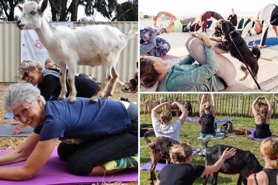 3 Unique Animal Yoga Classes You Can Do Right Here in Maine - NewsBreak