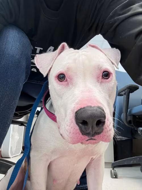 🐶 Playful, Gentle & Loyal Dogs Ready for Adoption in McKinney - NewsBreak