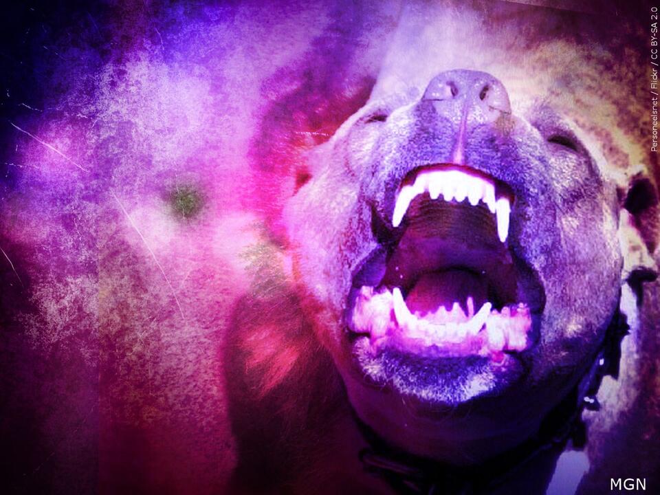 Okolona woman dies from her injuries after a dog attack - NewsBreak