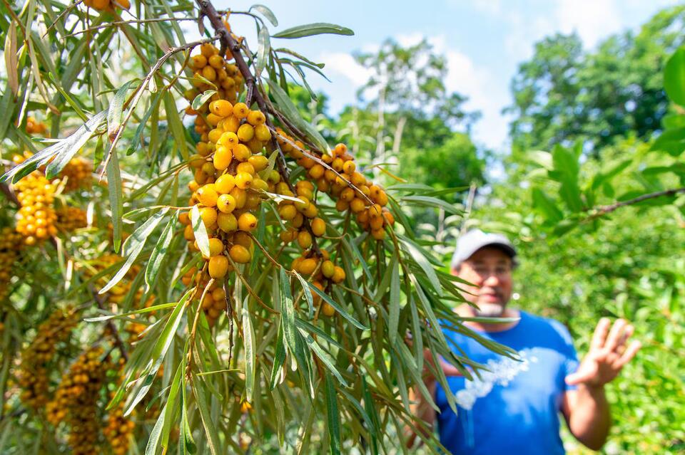 Across Boston, run-down lots are transforming into ‘edible parks’