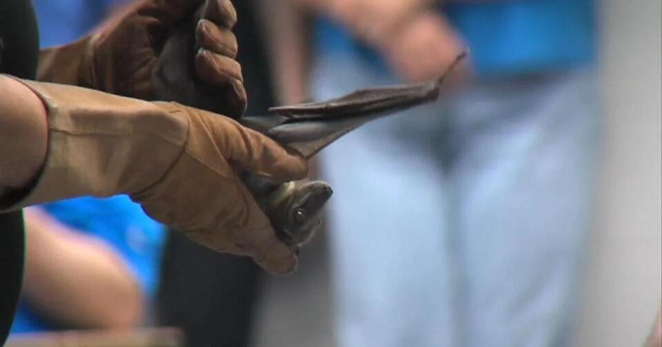 Celebrate 20 years of Indiana Bat Festival at ISU this September ...