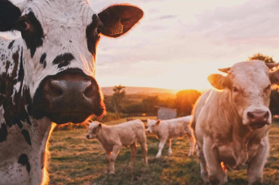 Livestock Biosecurity Requirements in New Jersey: What Every Producer Needs to Know