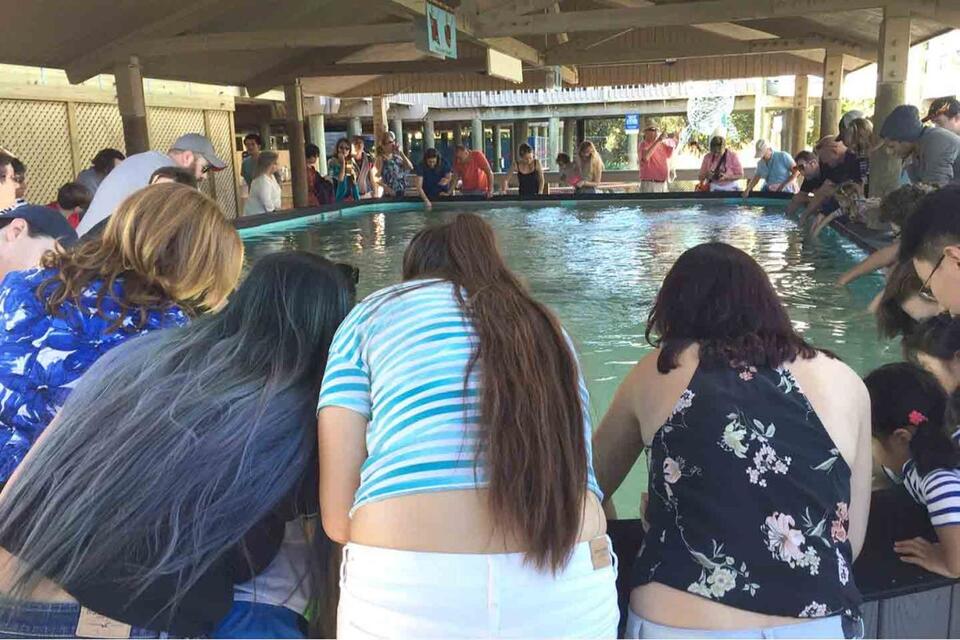Stingrays return to Manatee Viewing Center - NewsBreak