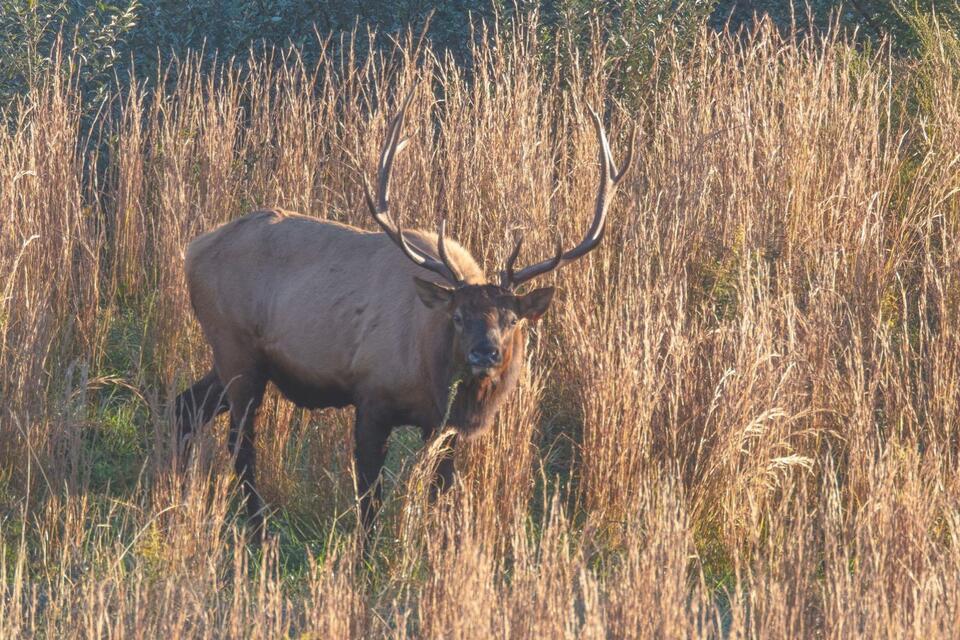 Rare Bull Elk Sighting in Northwest Iowa Gets Locals Buzzing - NewsBreak