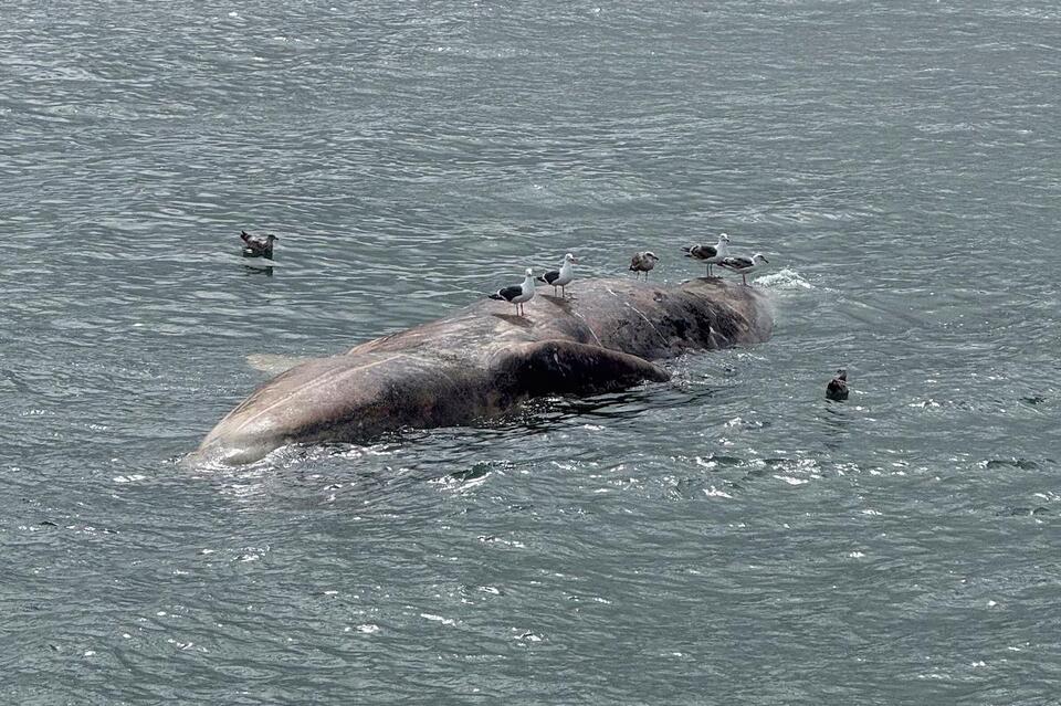 Whale entanglements exceed 30 on East Coast - NewsBreak