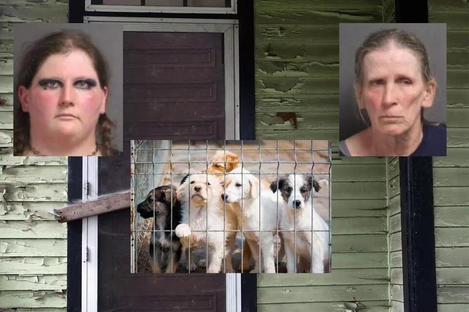 Two Charged With 37 Counts of Animal Cruelty In Upstate New York ...