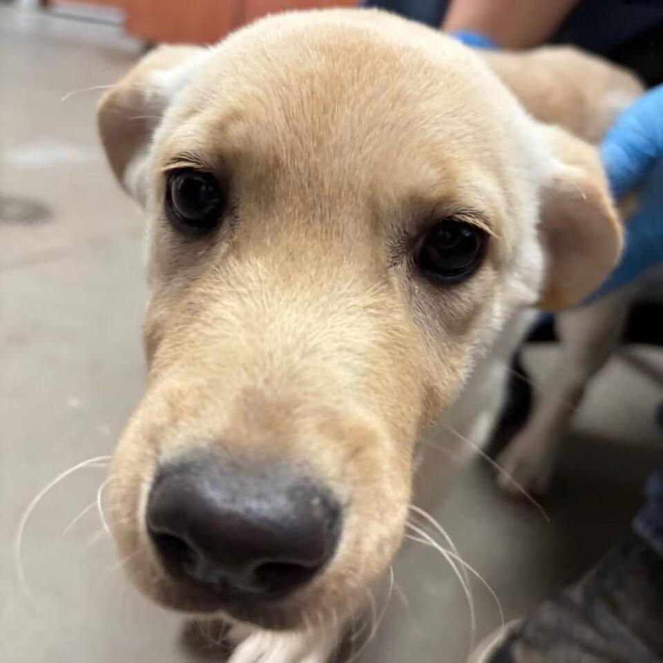 🐶 Playful, Gentle & Senior Dogs Ready for Adoption in Yuma - NewsBreak