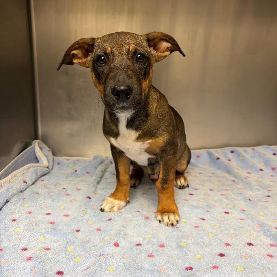 🐶 Playful Shepherd Mix Dogs Ready for Adoption in Corpus Christi ...
