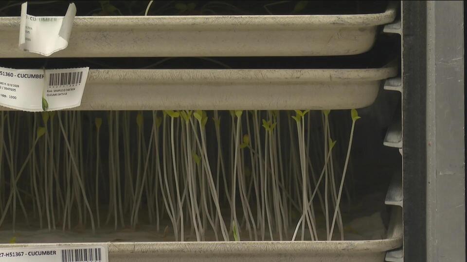 Iowa State’s Seed Science Center offers help for hurricane relief in Jamaica