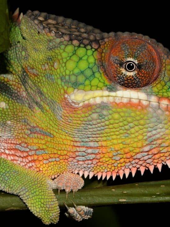 13 Wild Animals That Can Change Color Instantly - NewsBreak