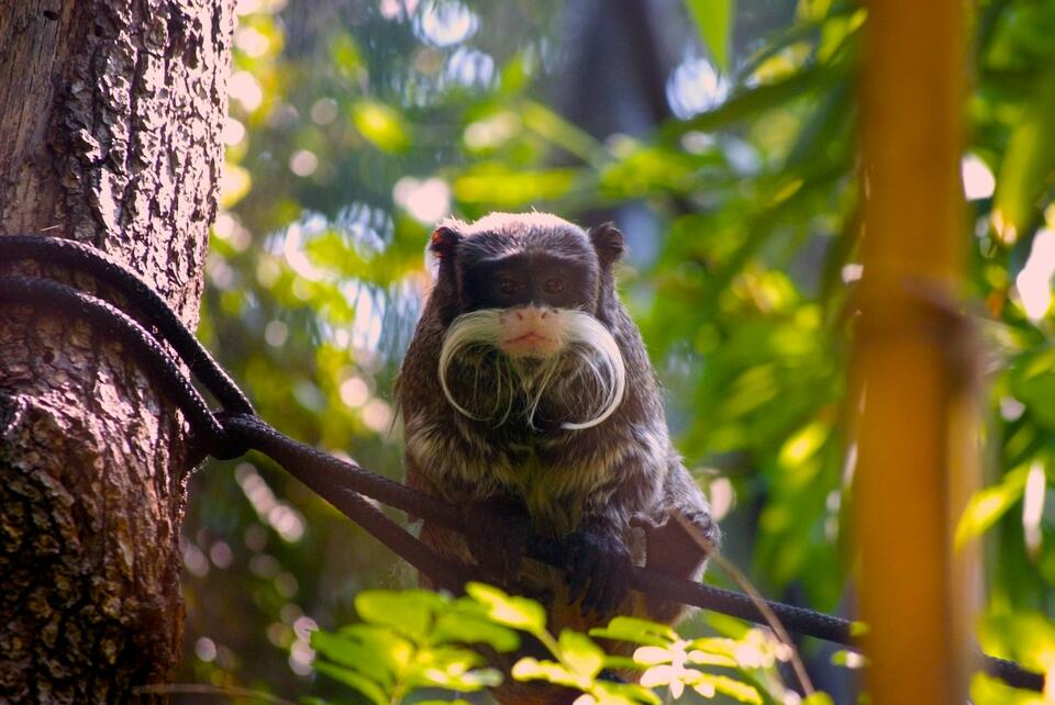 Giant Ground Sloths: The Bear-Sized Cousins You Never Met - NewsBreak