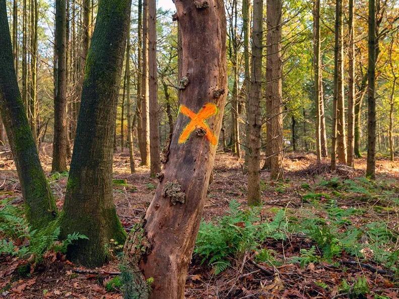 Here's What An X, A Circle, A Dot And Other Symbols Painted On Trees Mean