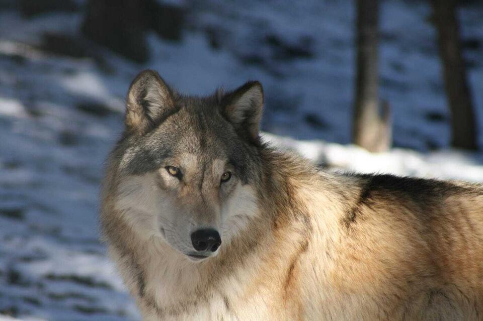 40 Facts About Apex Predator - NewsBreak