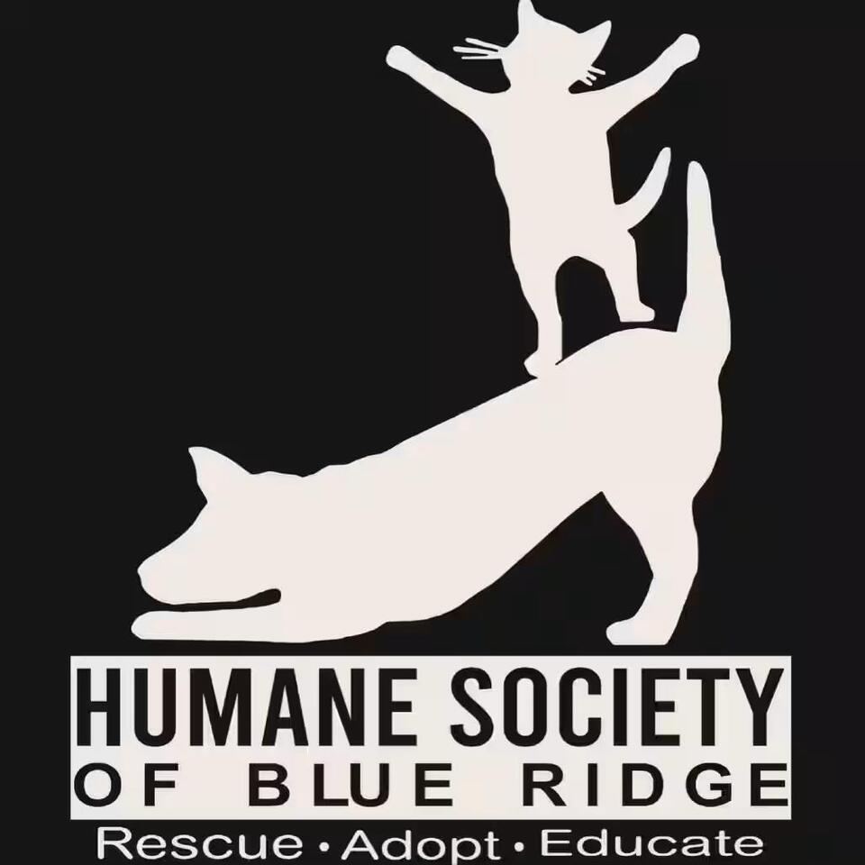🐱 Playful Blue Ridge Cats Ready to Join Loving Homes - NewsBreak