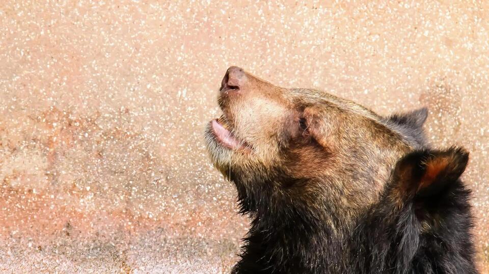 'It was just very surreal': 250-pound bear rescued after getting stuck ...