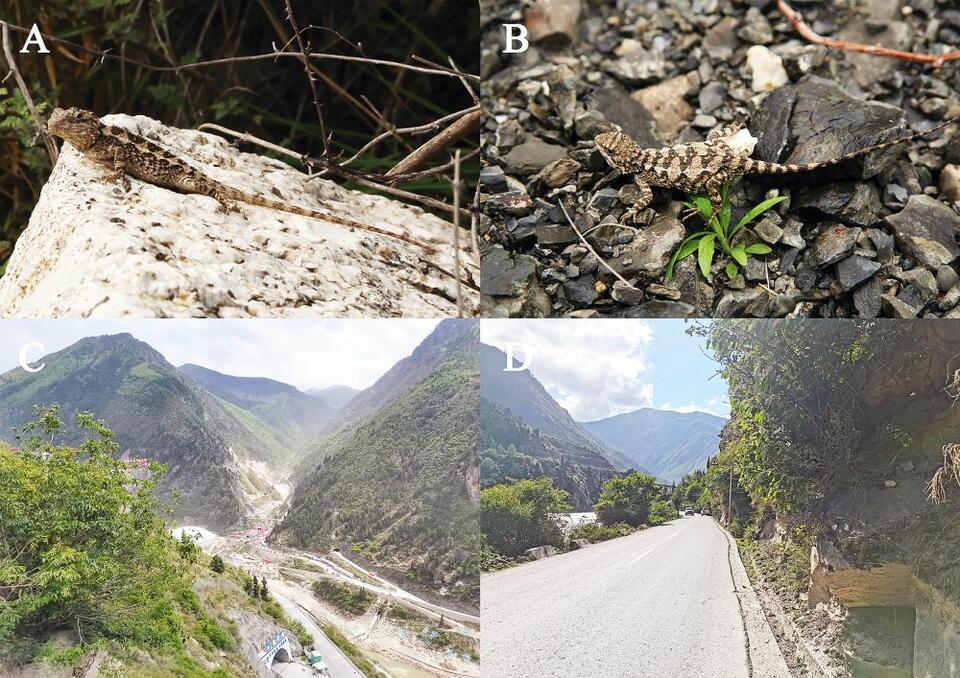 Unknown lizard species discovered has lemon-colored stripes - NewsBreak