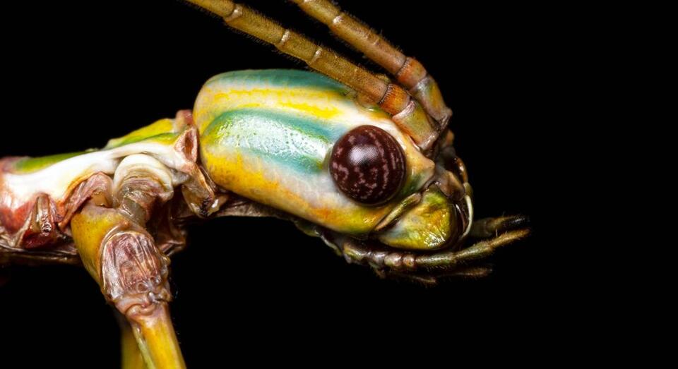 Two new species of large stick insects discovered in well-studied regions of Australia